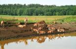 Kadzidłowo, Park dzikich zwierząt z 11-737 Krutyń 